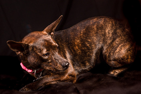 Foster Gretel-1120