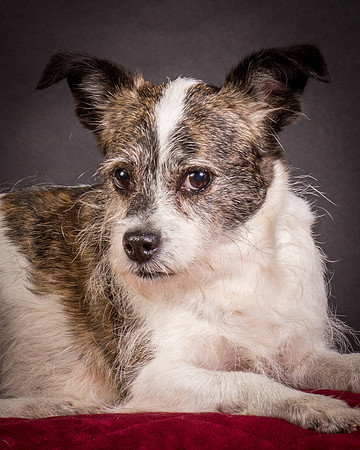 Foster Sinclair-9711