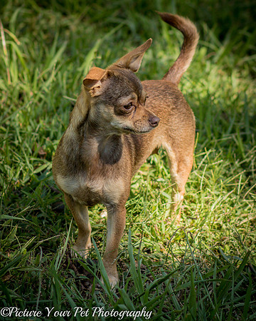 Foster Tango-6499