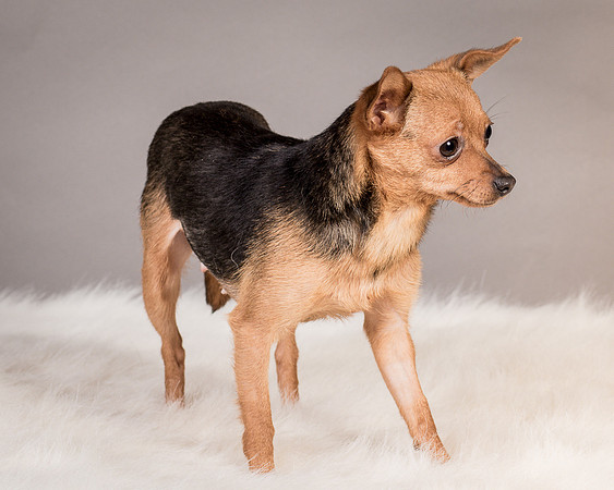 Foster Pixie-3477