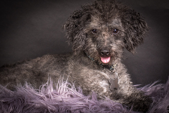 Foster Mokey-1383