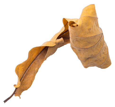 Leaf_32