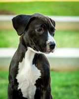 Foster Lola-9893