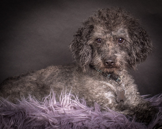 Foster Mokey-1376