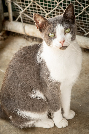 Darlington  Cats-9478