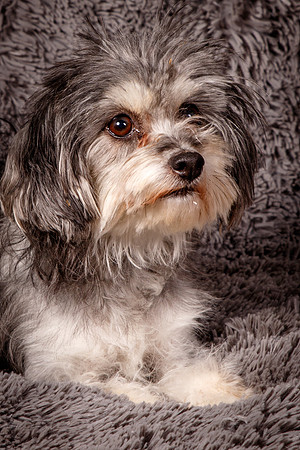 Foster Alex-6214