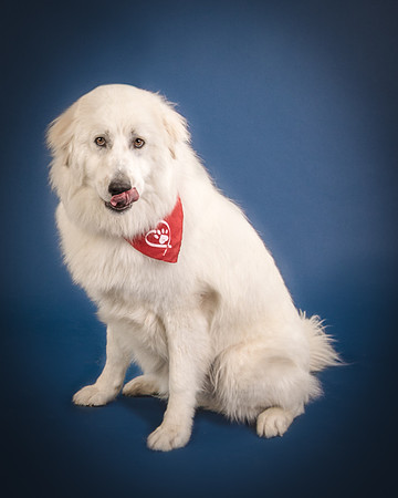 Foster Thor-3881