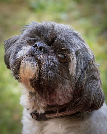 Foster Misha-8457