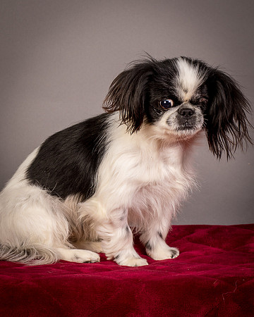 Foster Gypsy Rose-7816