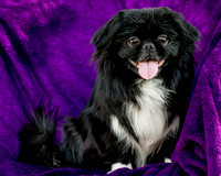 Foster Prince-0797
