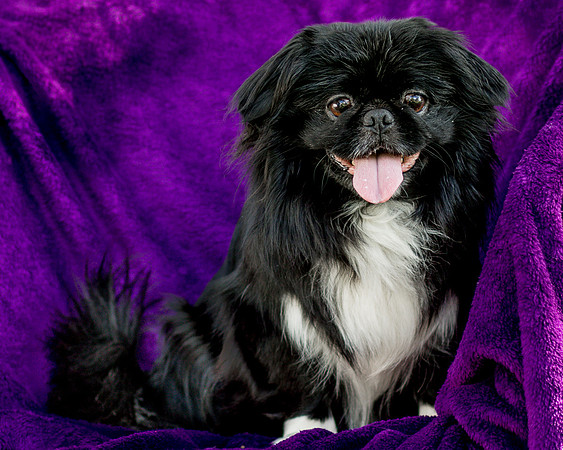 Foster Prince-0797