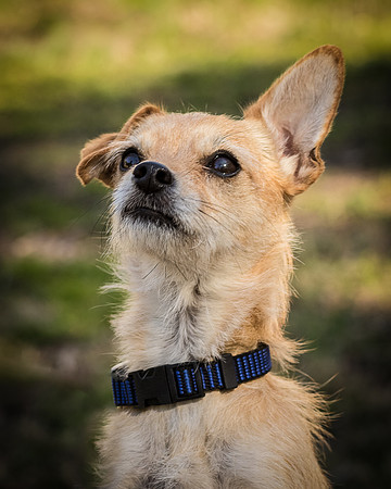 Foster Dipsy-9245