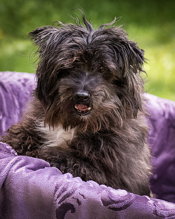 Foster Sammy-8312