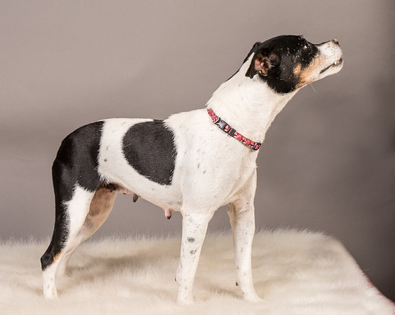 Foster Pollyanna-3894