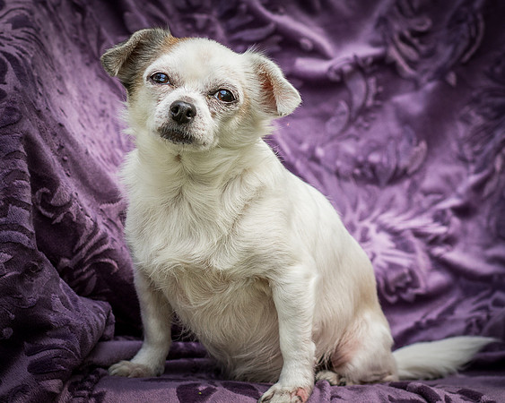 Foster Petey-8243