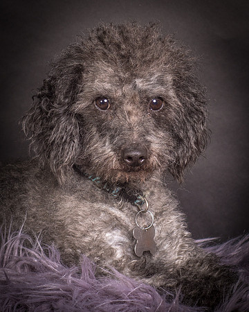 Foster Mokey-1377