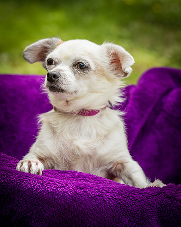 Foster Petey-8156