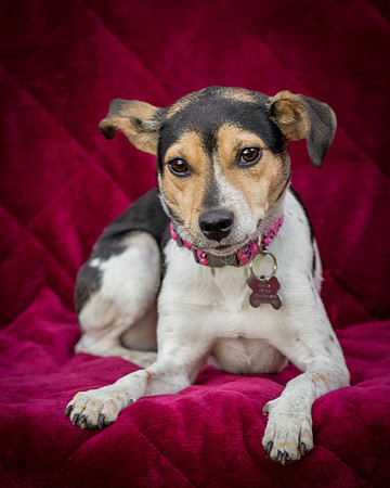 Foster Buffy-5548