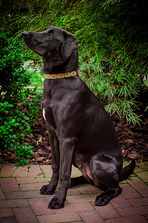 Pokey-8502
