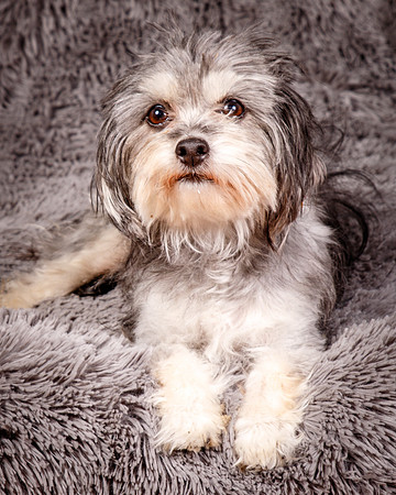 Foster Alex-6239
