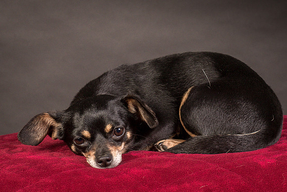 Foster Pansy-9528