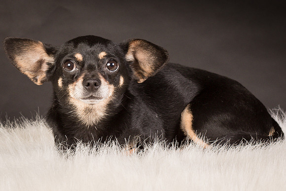 Foster Pansy-9371