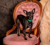 Foster Elvira-0153
