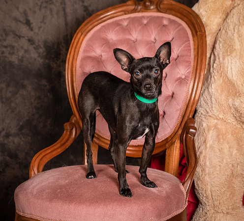 Foster Elvira-0153