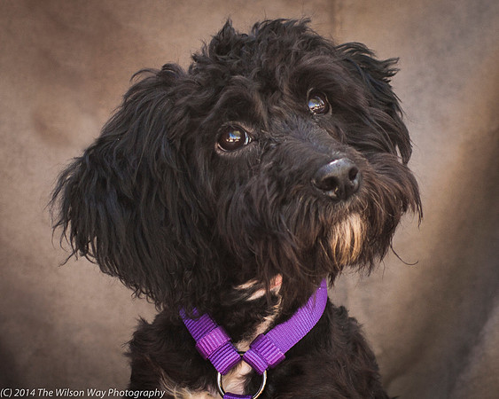Foster Xena-2480