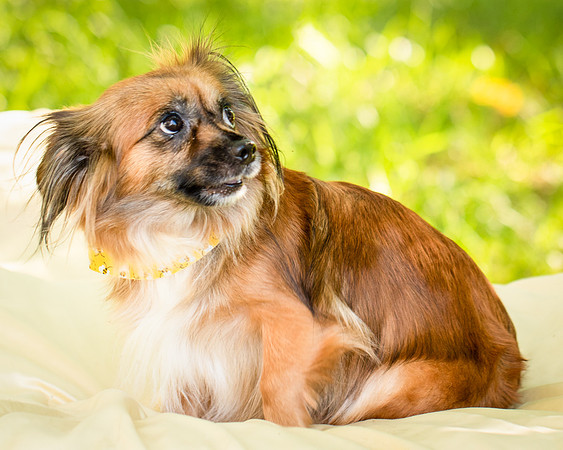 Foster Petunia-9226