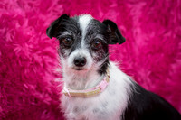 Foster Olive-7598