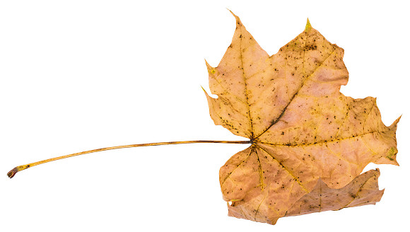 Leaf_58