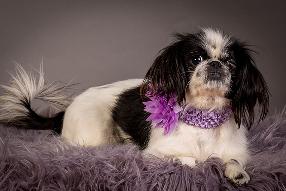 Foster Gypsy Rose-7907