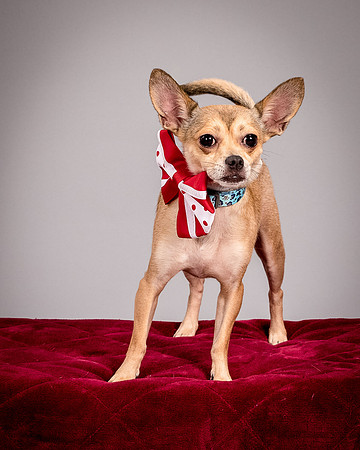 Foster Crouton-3927