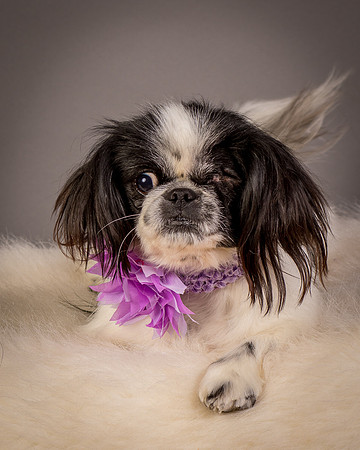 Foster Gypsy Rose-7959