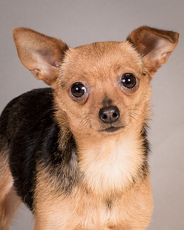 Foster Pixie-3470