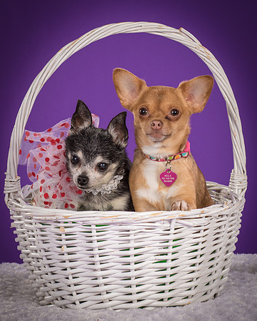 Rhumba and Hula-5506
