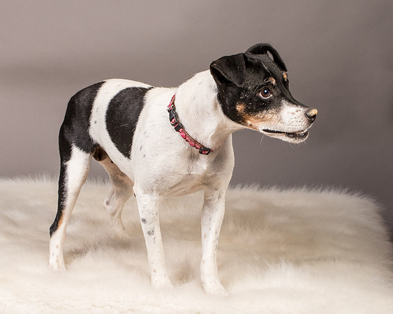 Foster Pollyanna-3930