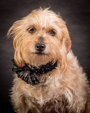 Poubelle-0796