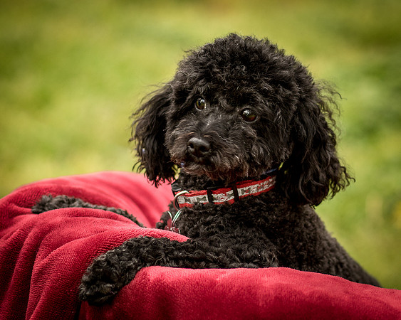 Foster Mindy-7488