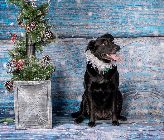 Foster Beatrice-4017