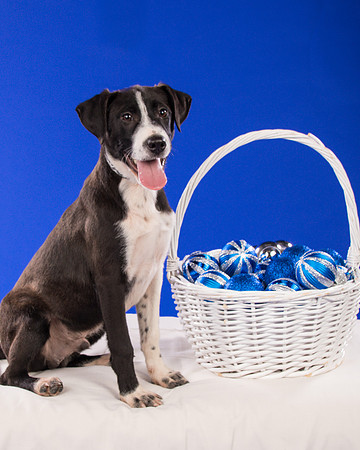Foster Rascal-2390