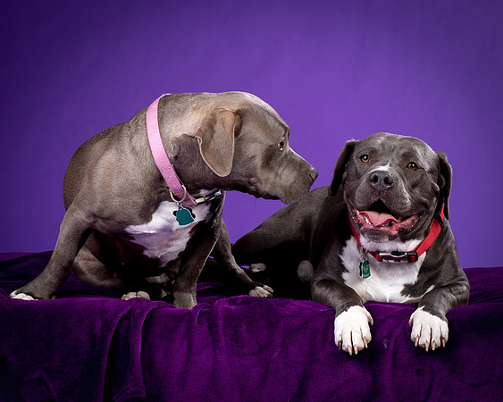 Daisy and Renegade-2589