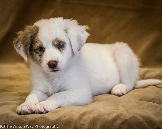 Foster Lisanna-0426