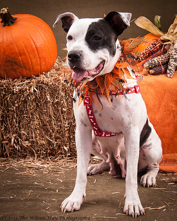 Foster snoopy-7450