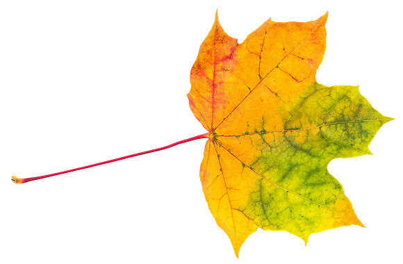 Leaf_55