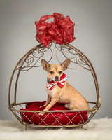 Foster Crouton-3915