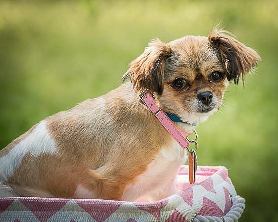 Foster Missy-0407