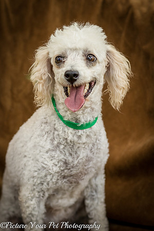 Foster Betty White-3111