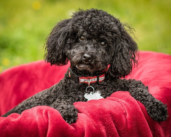 Foster Mindy-7476